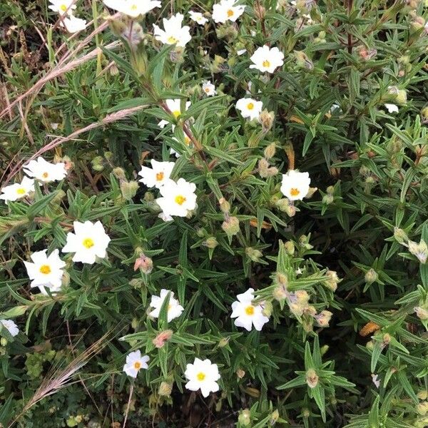 Cistus monspeliensis Flower