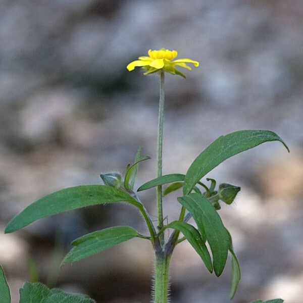 Ranunculus fascicularis Habit