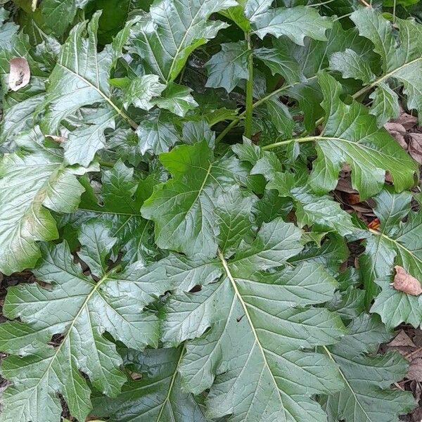 Acanthus mollis Leaf