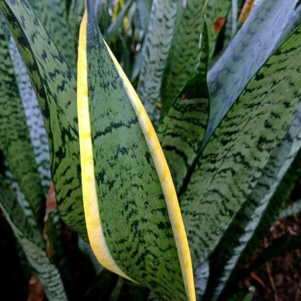 Dracaena trifasciata Hoja