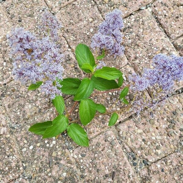 Ceanothus americanus Лист