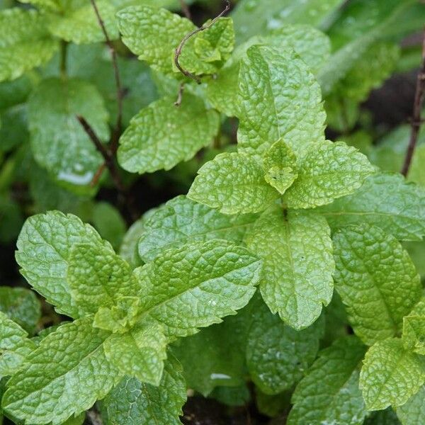 Mentha spicata List