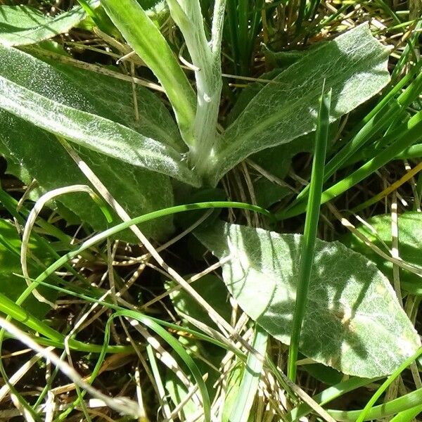 Tephroseris integrifolia Leaf