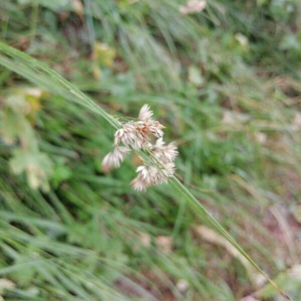 Luzula luzuloides Flor