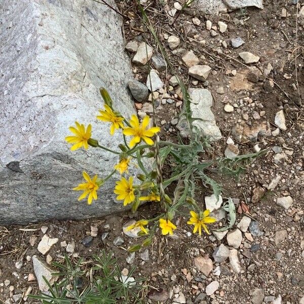 Crepis occidentalis Кветка