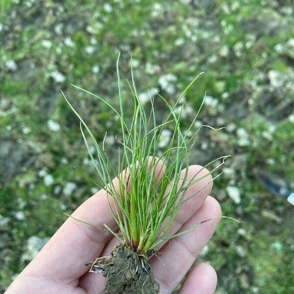 Isolepis setacea 葉