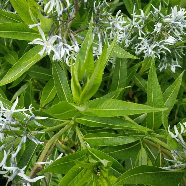 Amsonia tabernaemontana Blatt