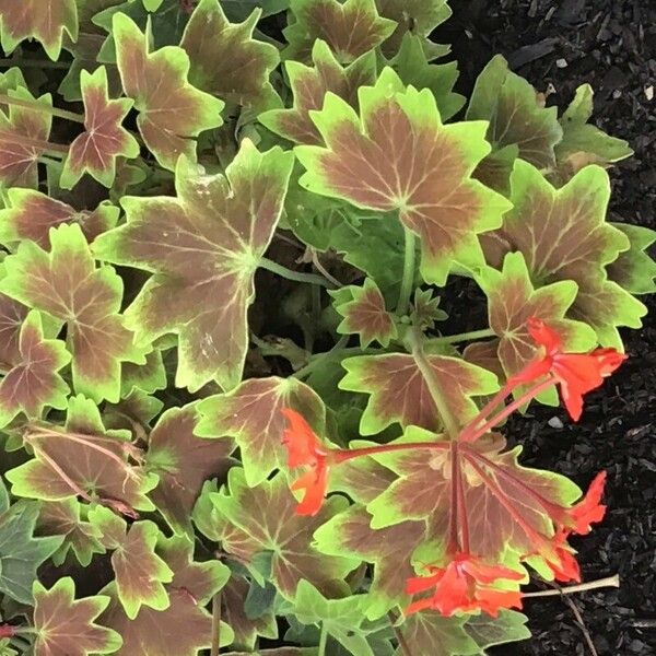 Pelargonium zonale Levél