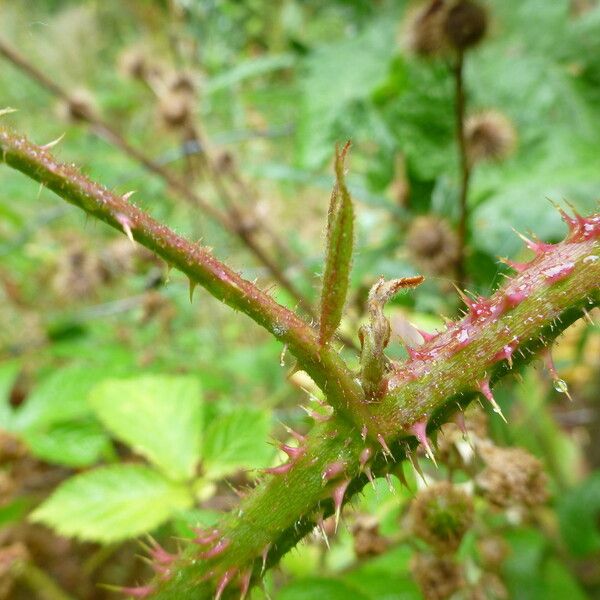 Rubus koehleri Altres