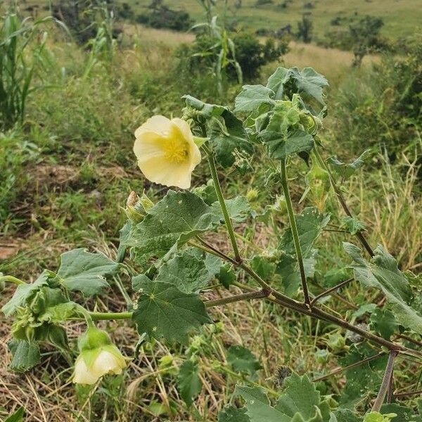 Abutilon grandiflorum Habit