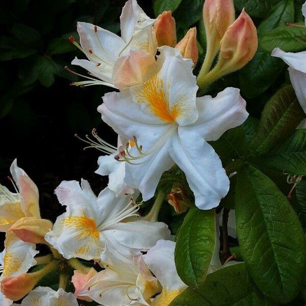 Rhododendron calendulaceum Žiedas