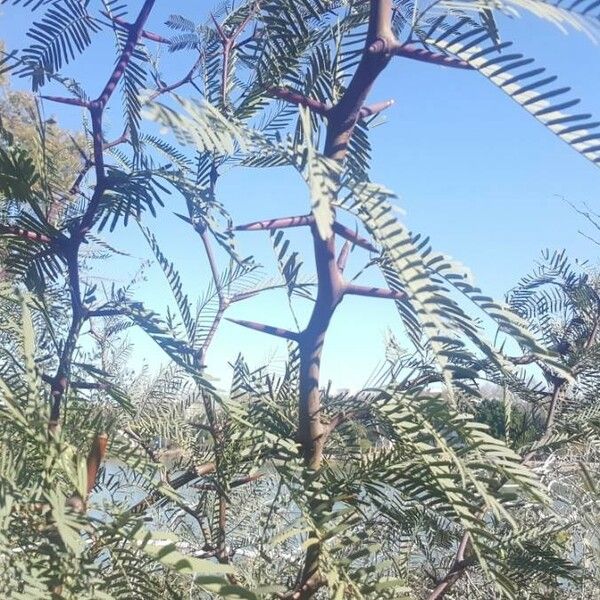 Prosopis glandulosa Frunză