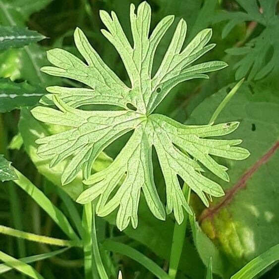 Geranium carolinianum Lapas