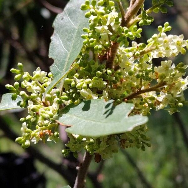 Maesa lanceolata Blodyn