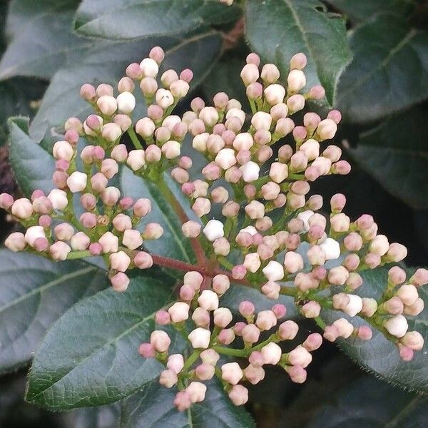 Viburnum tinus Muu