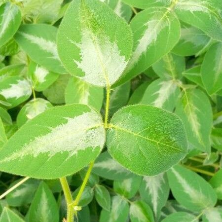 Desmodium uncinatum Лист