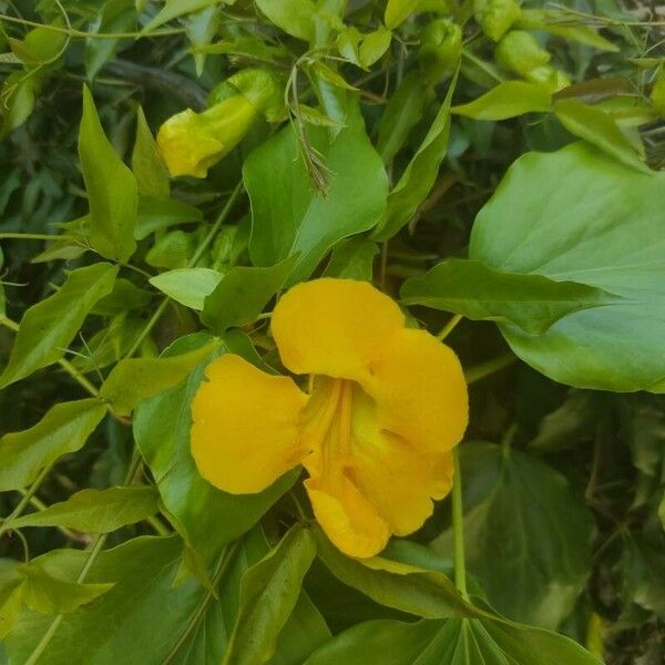 Dolichandra unguis-cati Flower