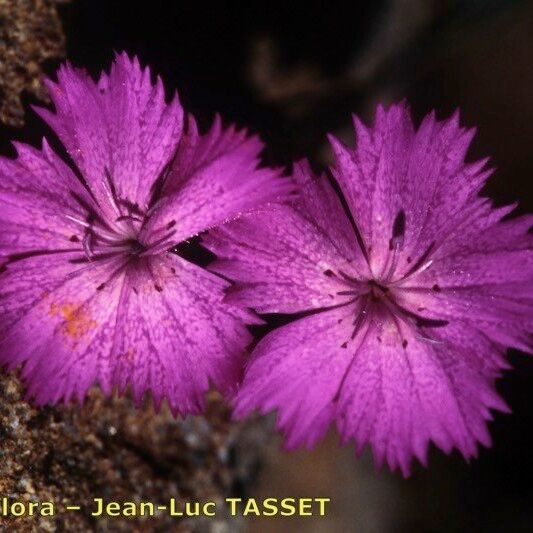 Dianthus scaber Floro