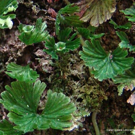 Trichomanes minutum Habitat