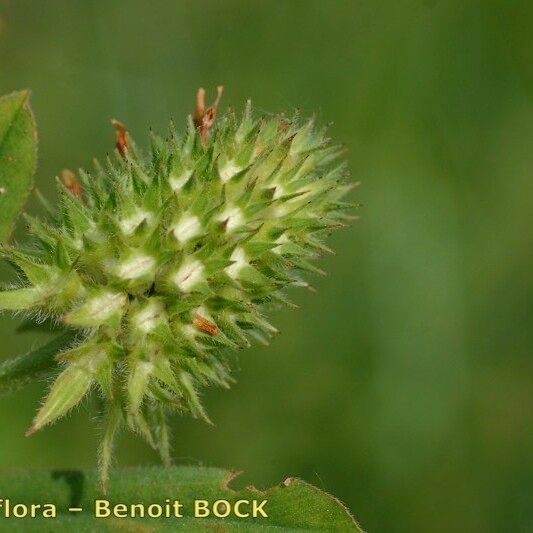 Trifolium squamosum ഫലം