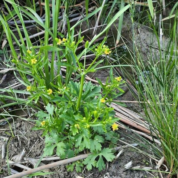 Ranunculus sceleratus Flower