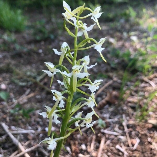 Platanthera chlorantha Blomst