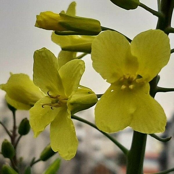 Brassica oleracea 花