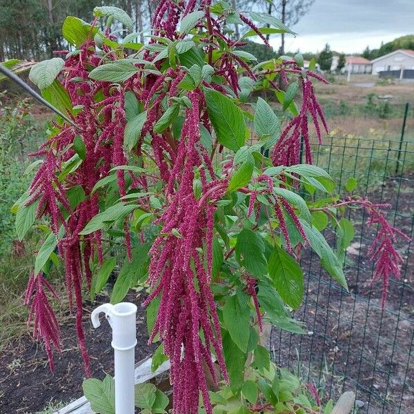 Amaranthus caudatus फल