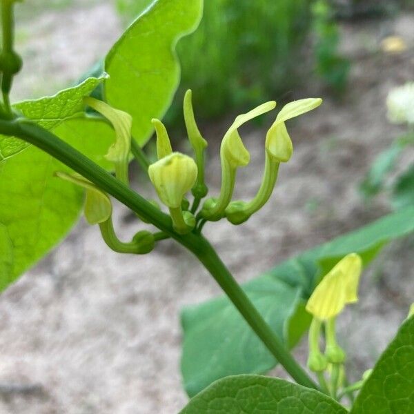 Aristolochia clematitis Floro