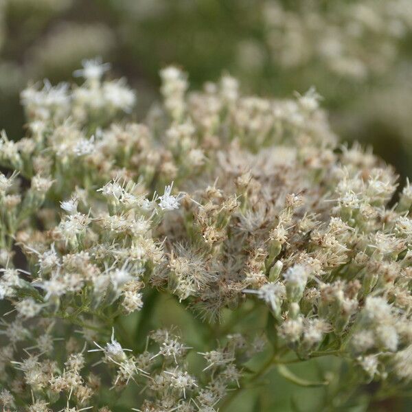 Eupatorium hyssopifolium Cvet