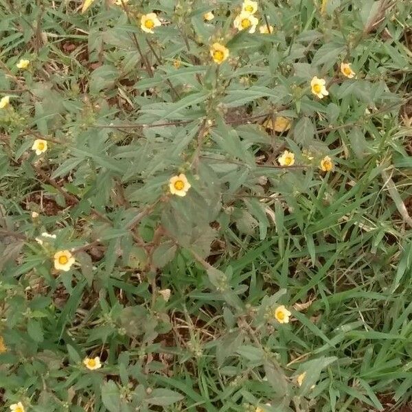 Sida acuta Flor