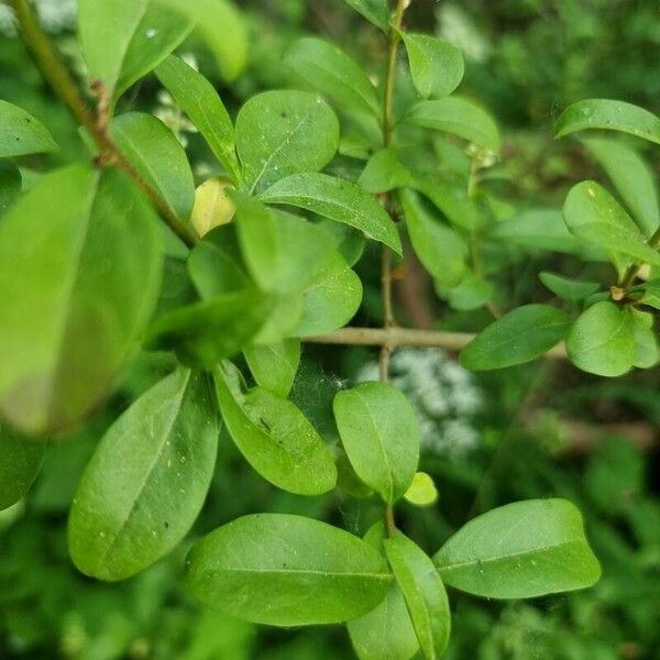 Ligustrum vulgare Fuelha