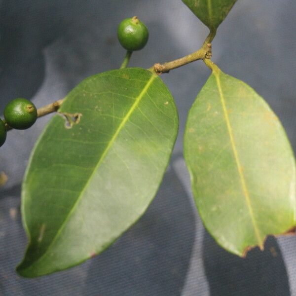 Eugenia stictopetala Fruit