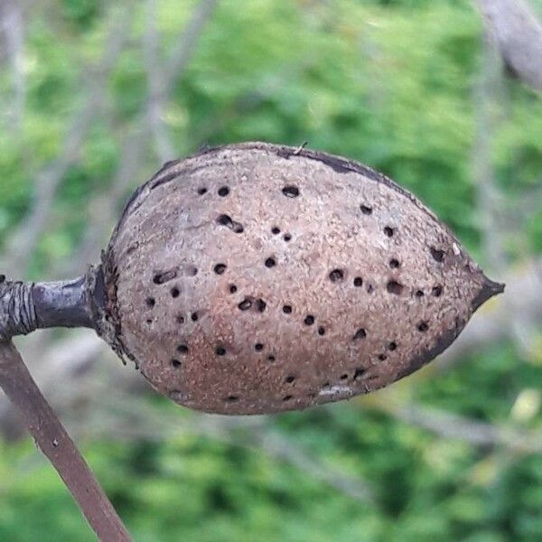 Prunus dulcis Fruit