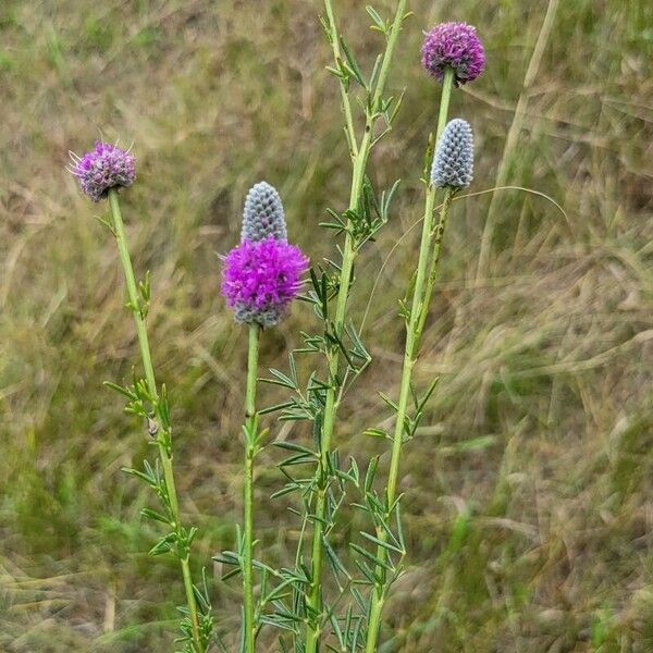 Dalea purpurea Flower