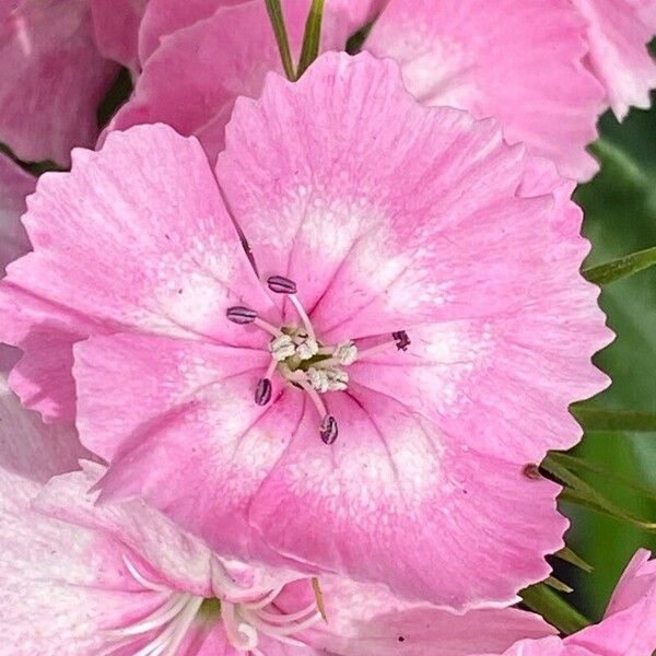 Dianthus barbatus Blomst