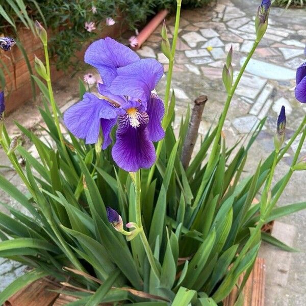 Iris × germanica Blüte