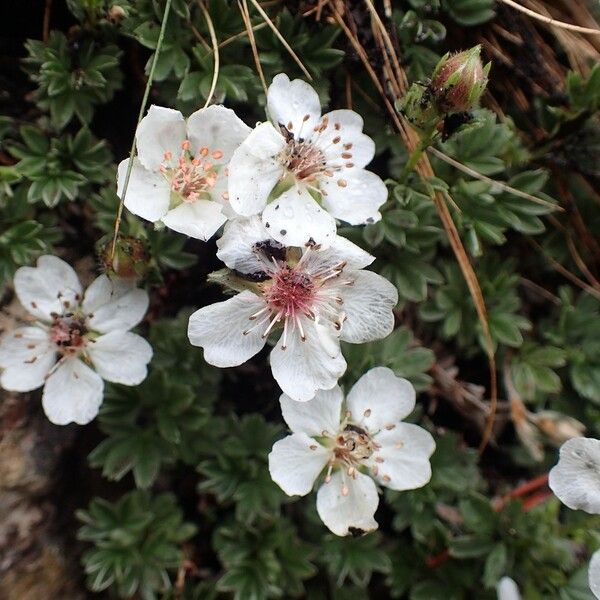 Potentilla nitida Habit