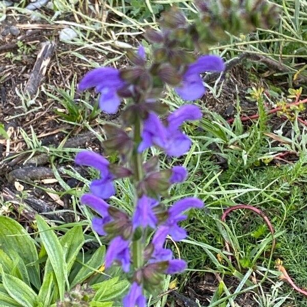 Salvia pratensis Flower