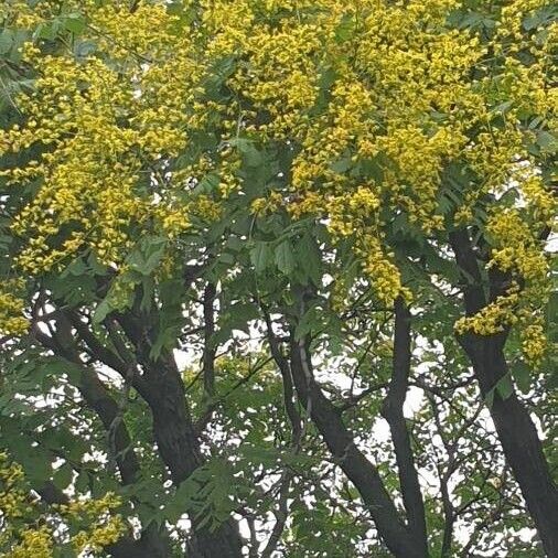 Koelreuteria paniculata Fiore