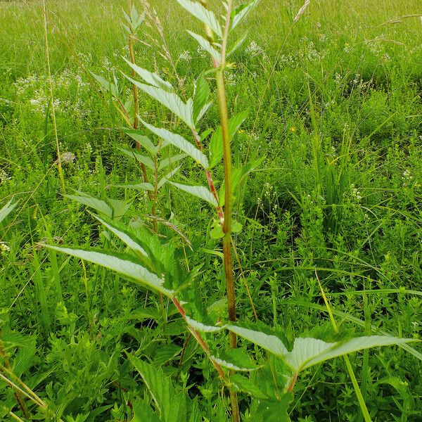 Filipendula ulmaria Leaf