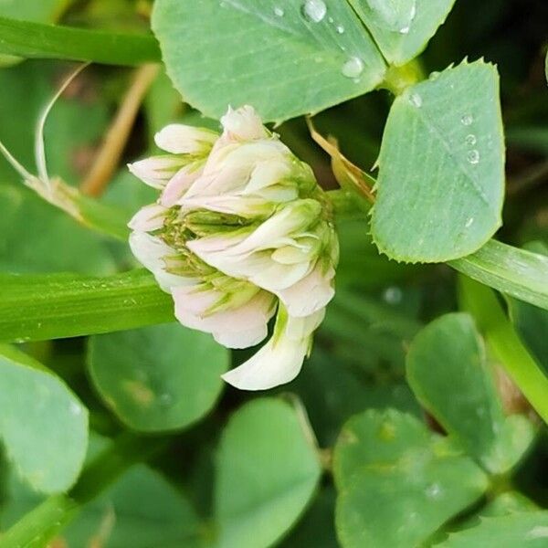 Trifolium nigrescens 花