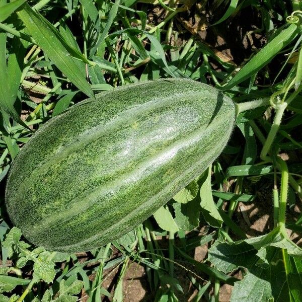 Cucumis melo 果