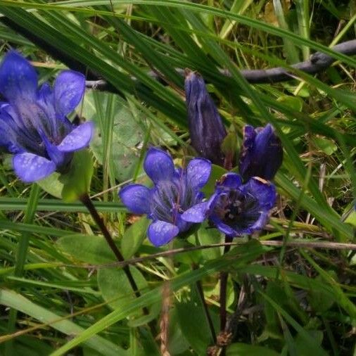 Gentiana calycosa Кветка