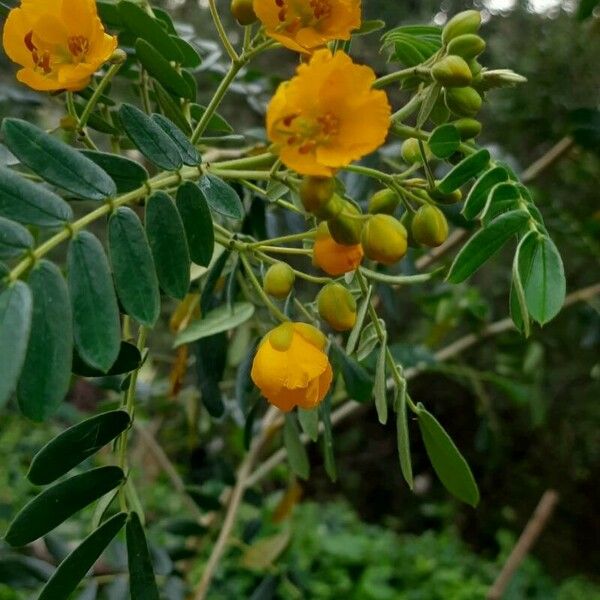 Senna multiglandulosa Цвят