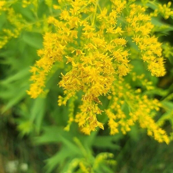 Solidago juncea Květ