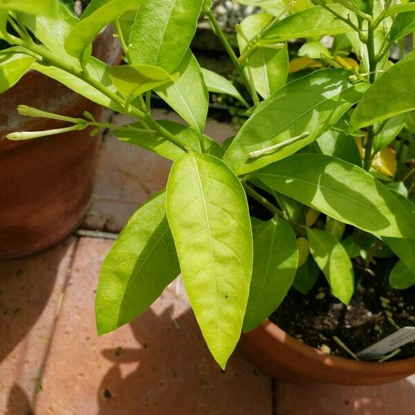 Cestrum nocturnum Leaf