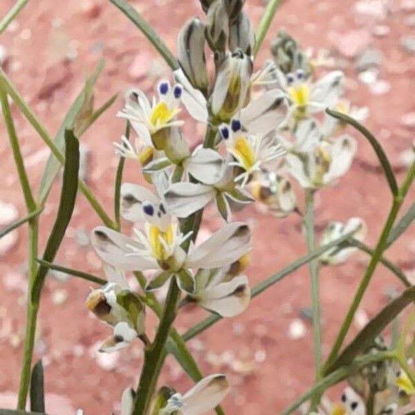 Polygala stenophylla