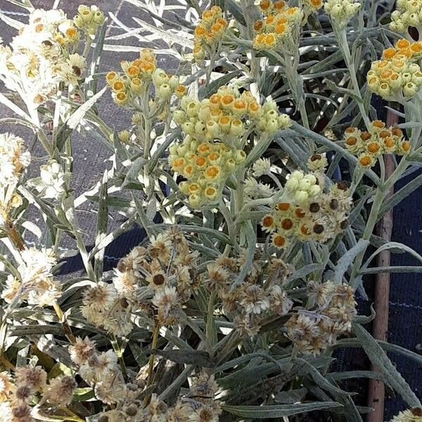 Helichrysum arenarium Fruit