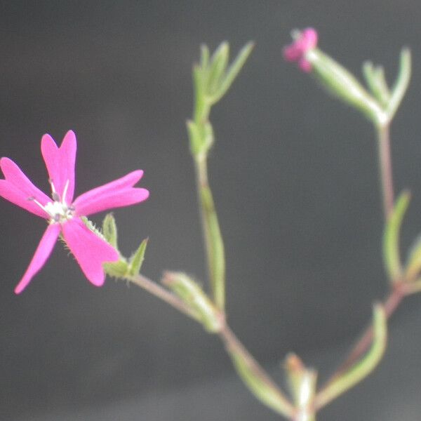 Dianthus nudiflorus ᱵᱟᱦᱟ